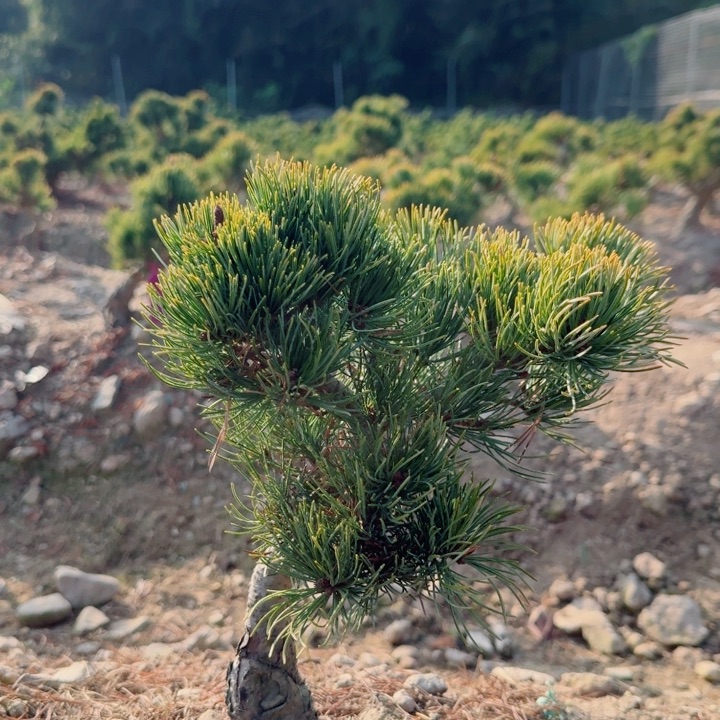 无花朵坡c h n m l