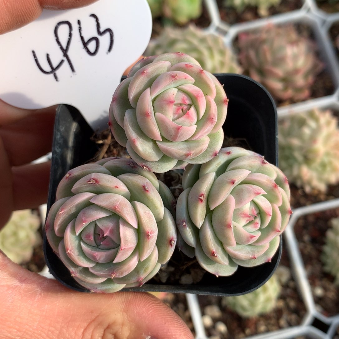 白芷珍妮3头群4963