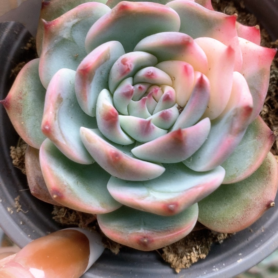 290锦锦锦锦锦锦锦