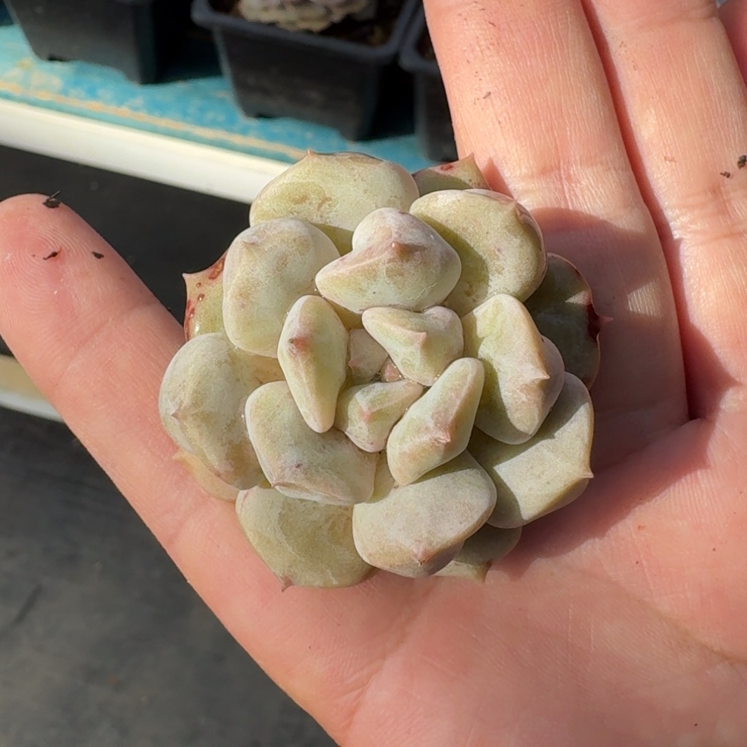 从前慢花园多肉编号-云瑶仙子