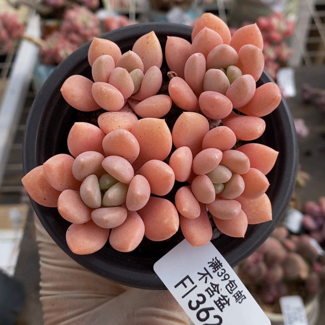 粉桃花362:6cm多肉