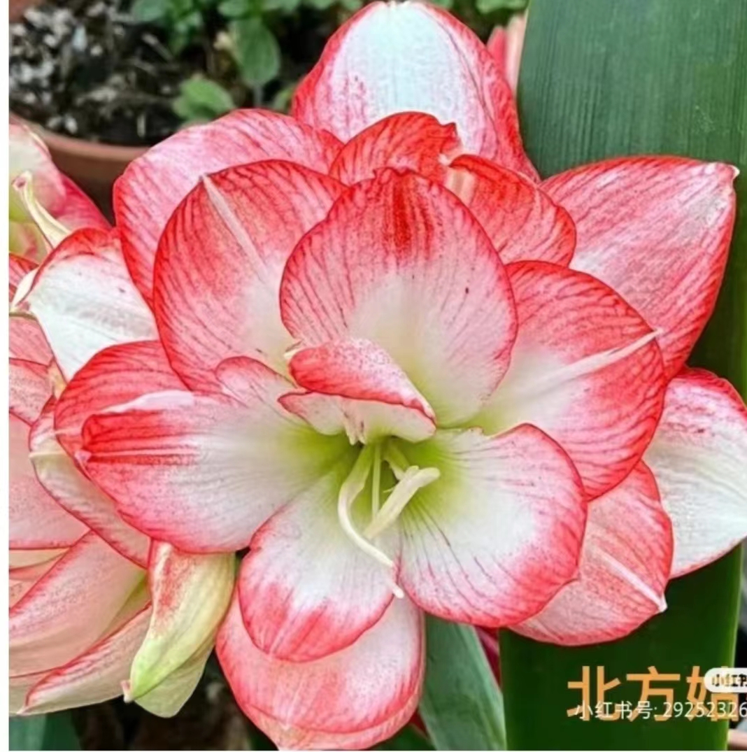 【北方姑娘∽澳朱】~青州品韵朱顶红基地自然种球重瓣大花