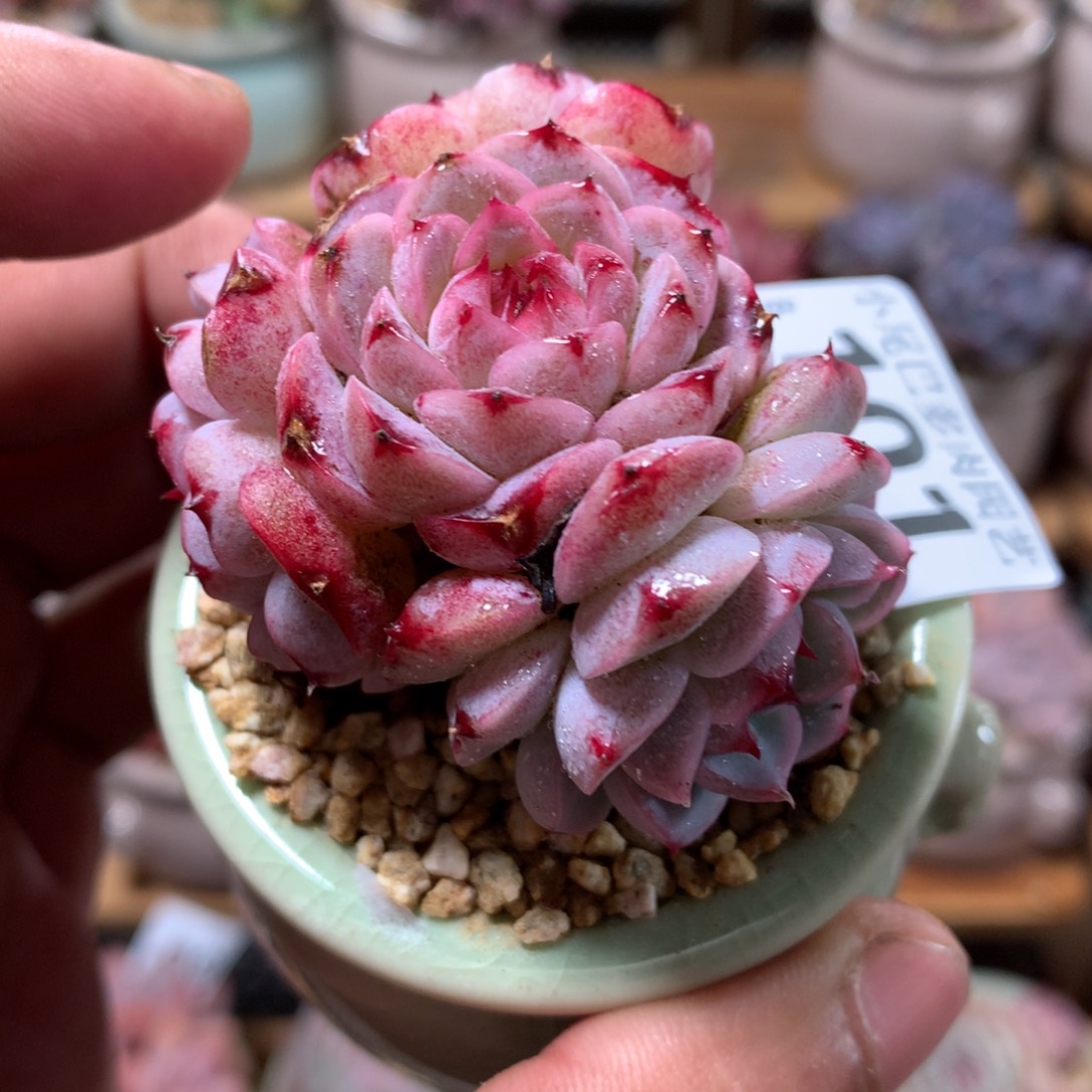 小尾巴多肉园艺5CM迷你拇指盆栽B101