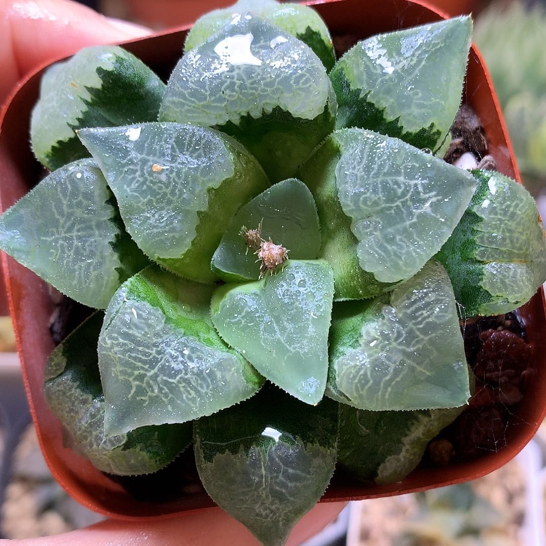 祥云克带盆土发货toan