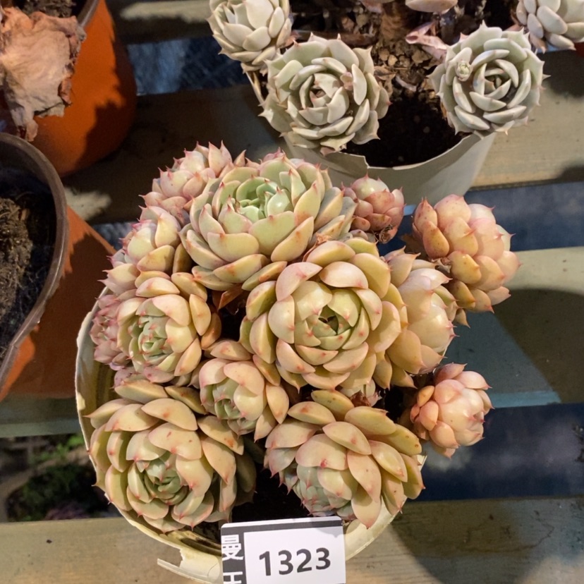 【闪购商品】笨吧1323