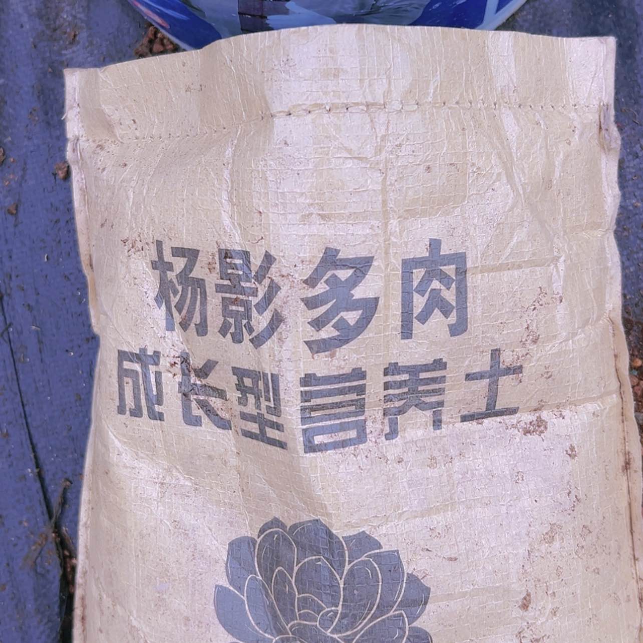 【闪购商品】九尾狐法师土多肉