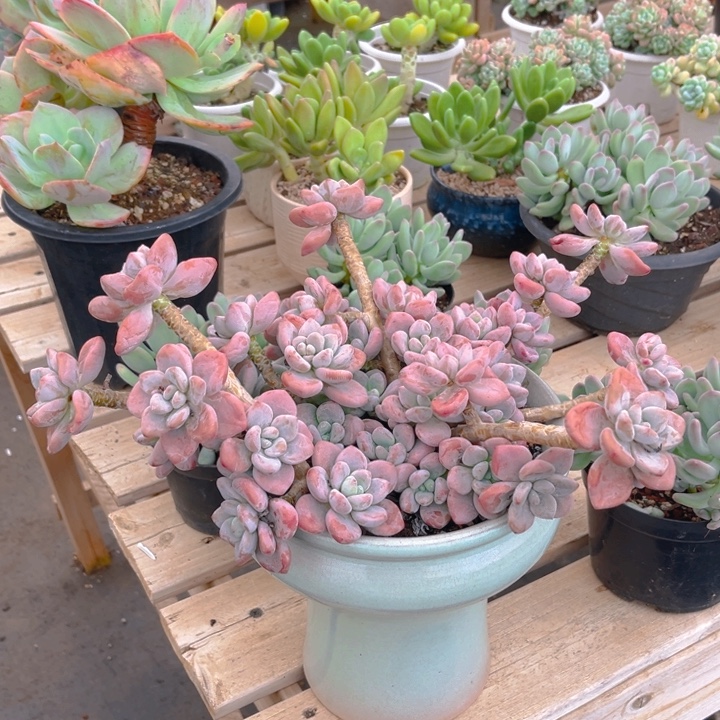 红洛神多肉植物8166
