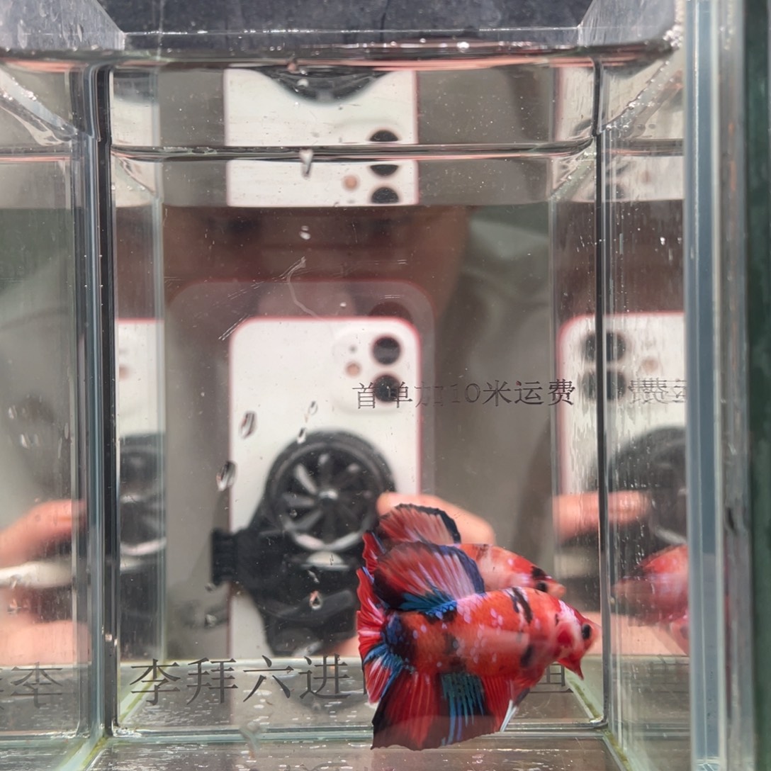 斗鱼印尼精品斗鱼14