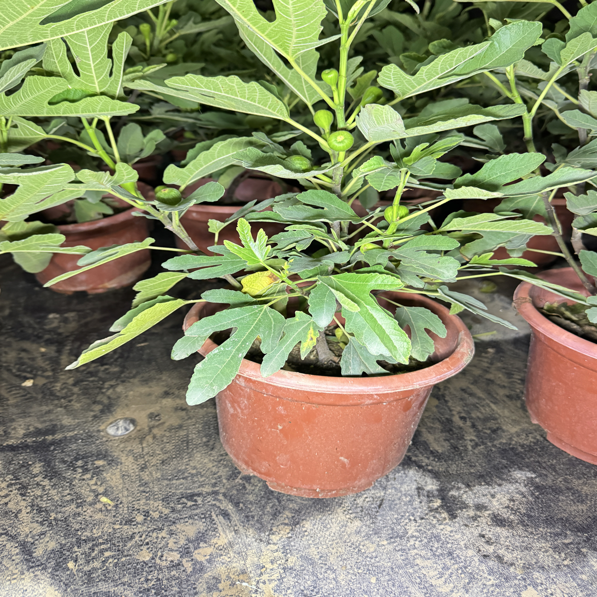 无花果树苗木 好种好养
