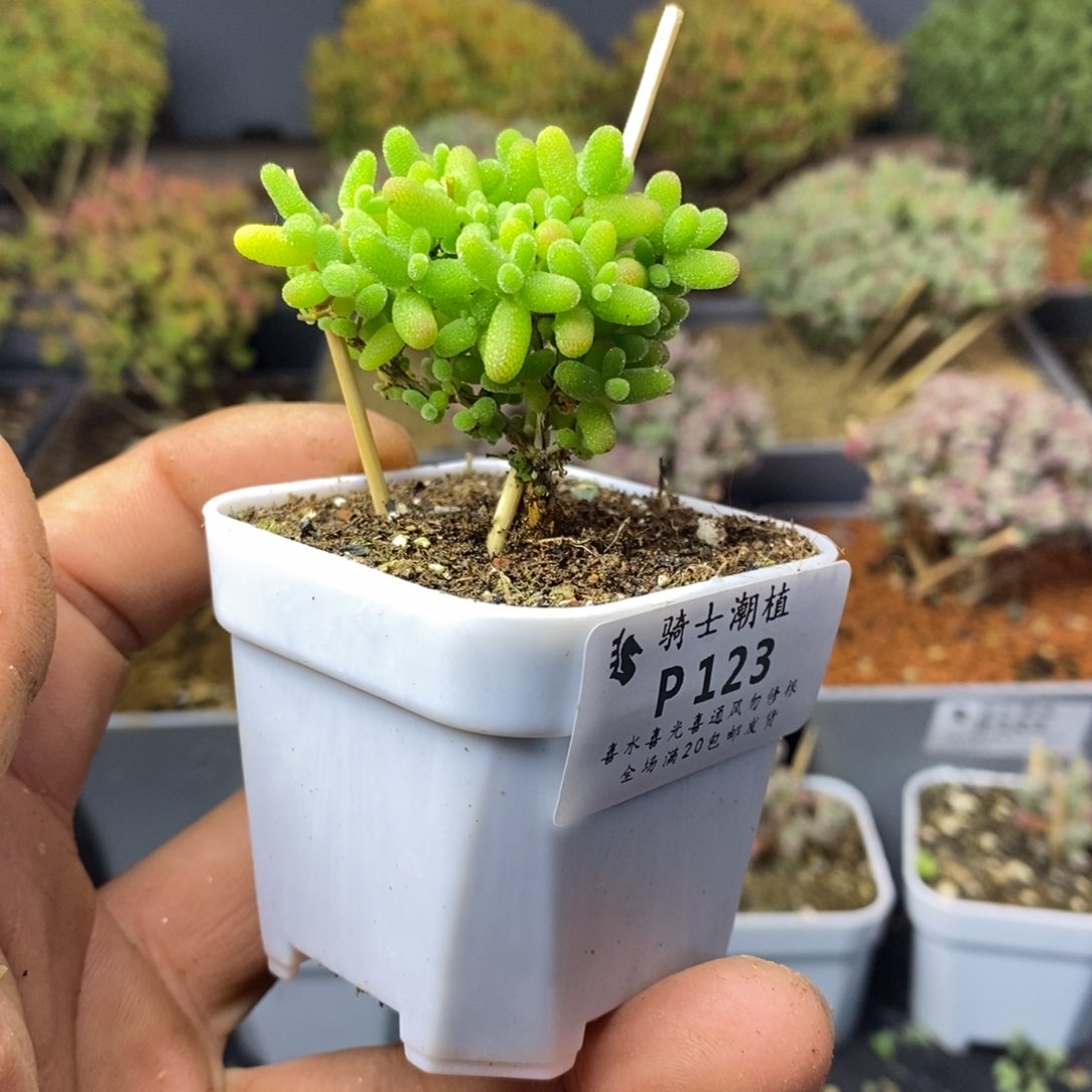 123蜜橘糖球枝干