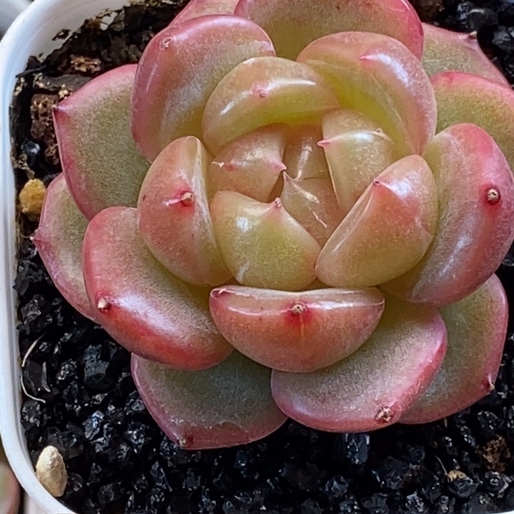 天官赐福百无禁忌