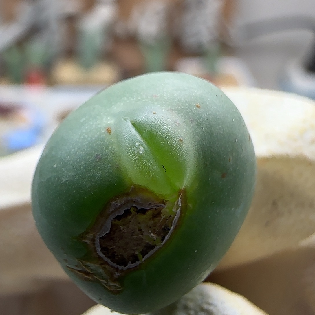 11-20-134当天满38包邮玻尿酸海豚嘴拳拳1.4cm