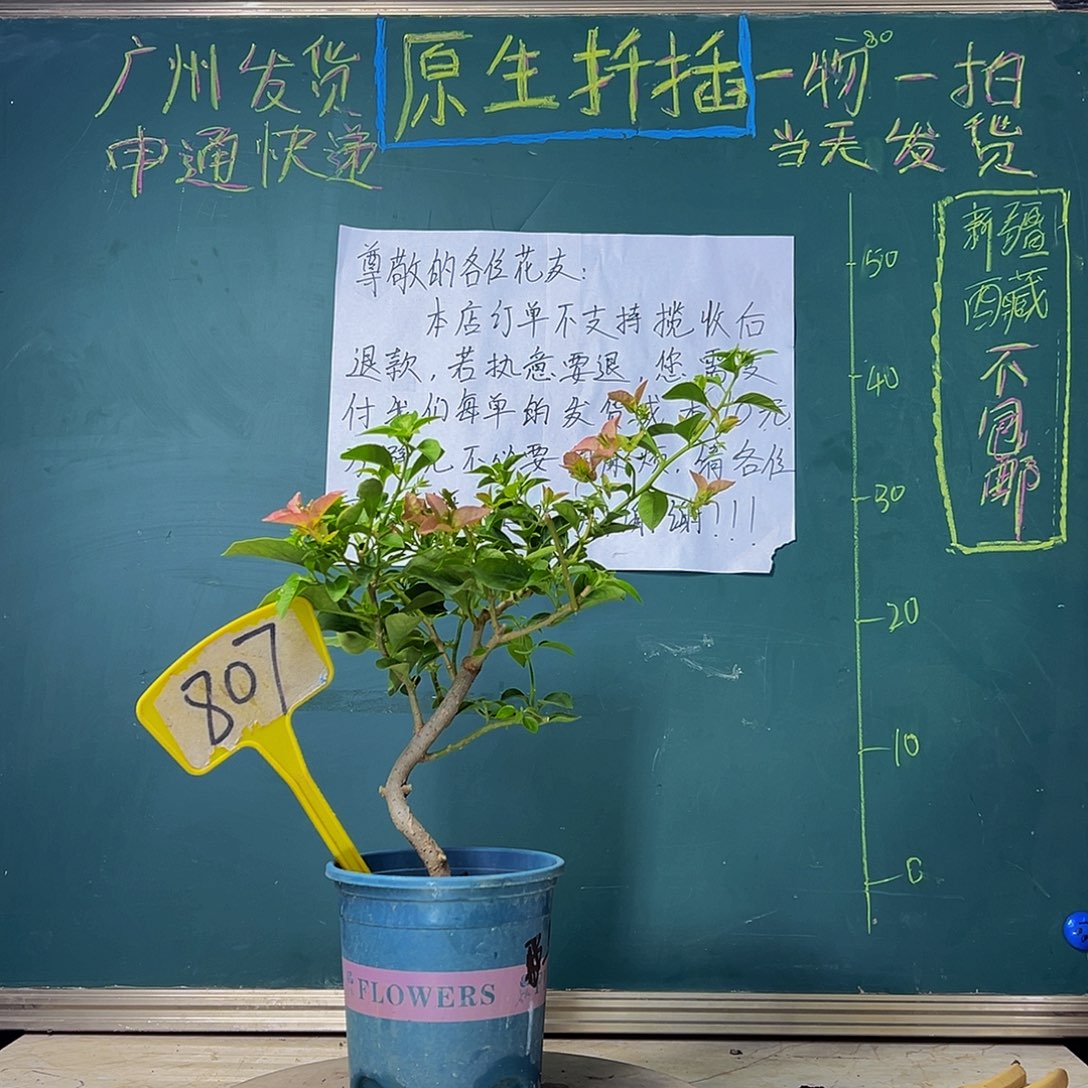 当前无花栽培后可以开花  卡亚塔 造型  807