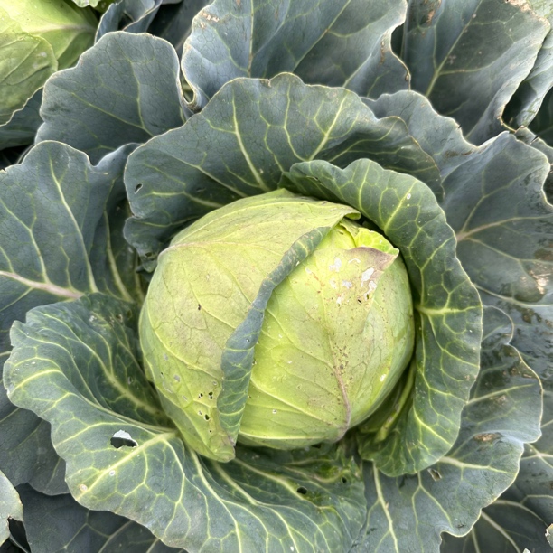 【云货心选】农家铁头包菜