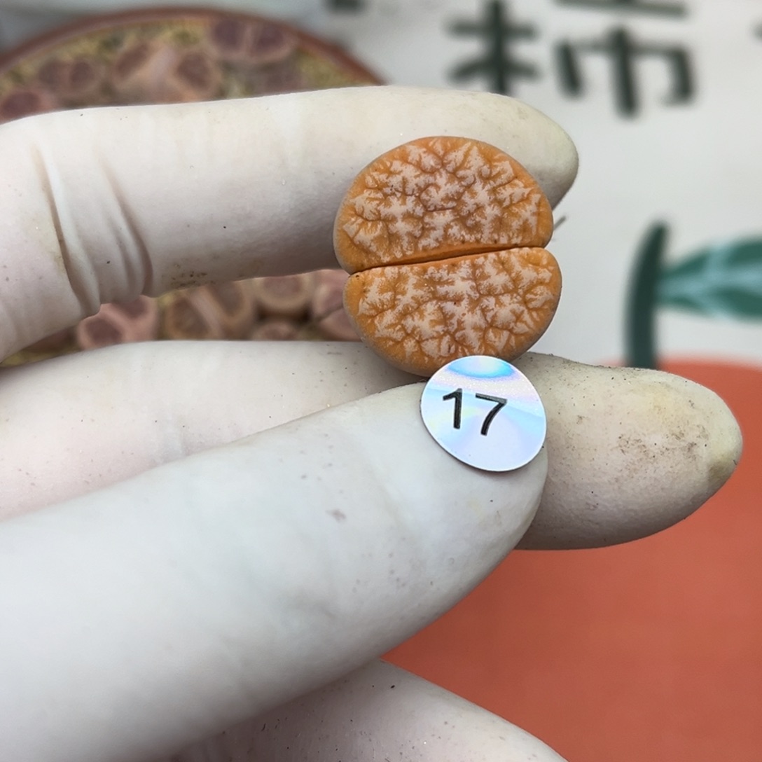 17号一颗母本铁子