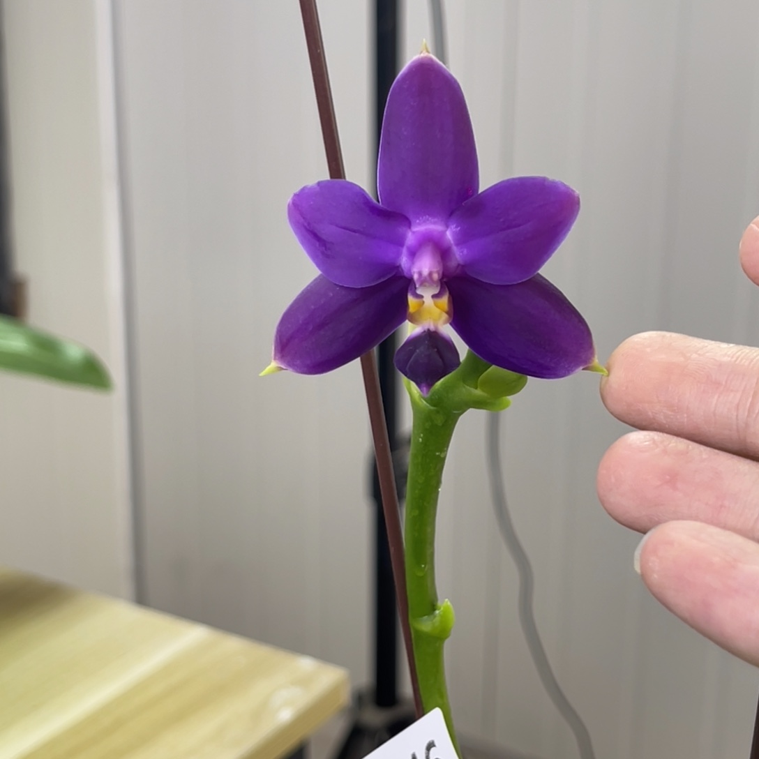 完全开放原生种-蓝钻狗-超级浓香-1346