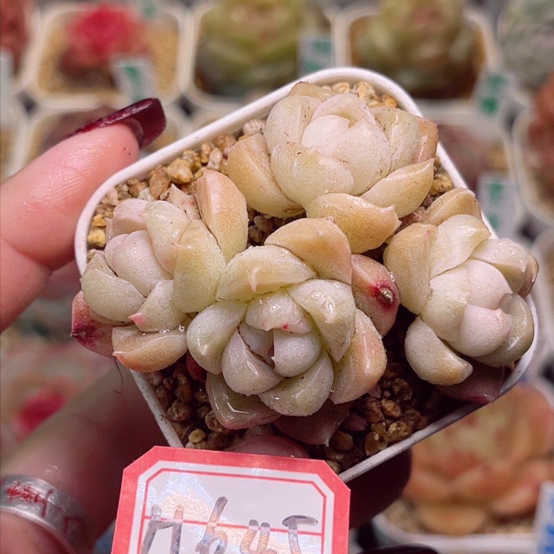 H645一物一拍 孤品珍妮母本
