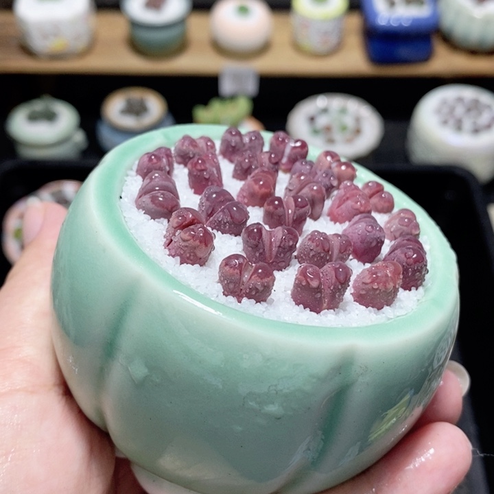 精美盆栽 一物一拍1727