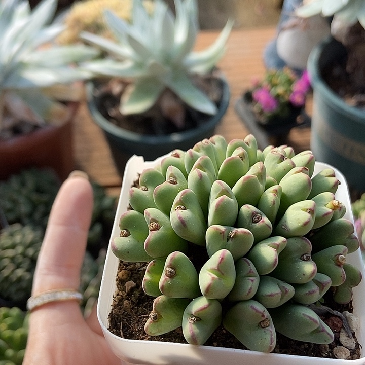 多肉植物一物一拍