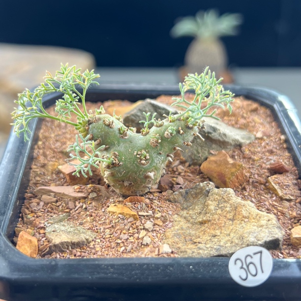 白皮月界种播实生一物一拍367