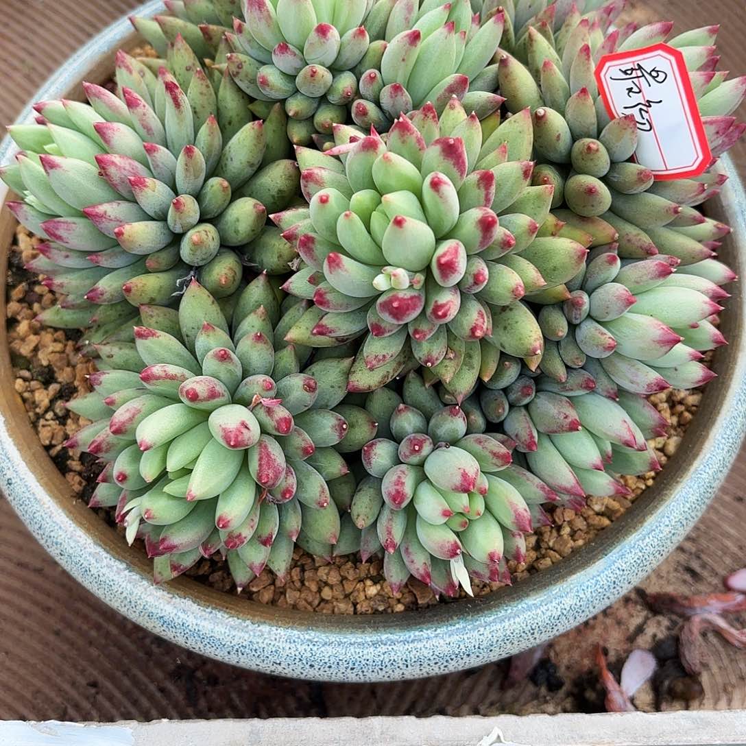 最*?二代虞美人寄养