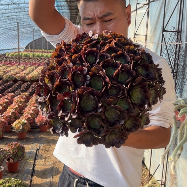 28.8黑体万圣节一颗