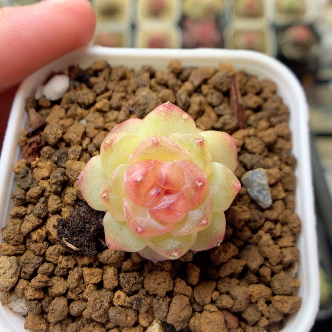 W115y y y y y y y y y