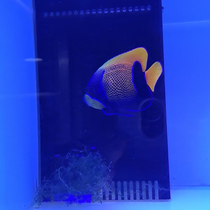 14+马鞍神仙海水鱼一条