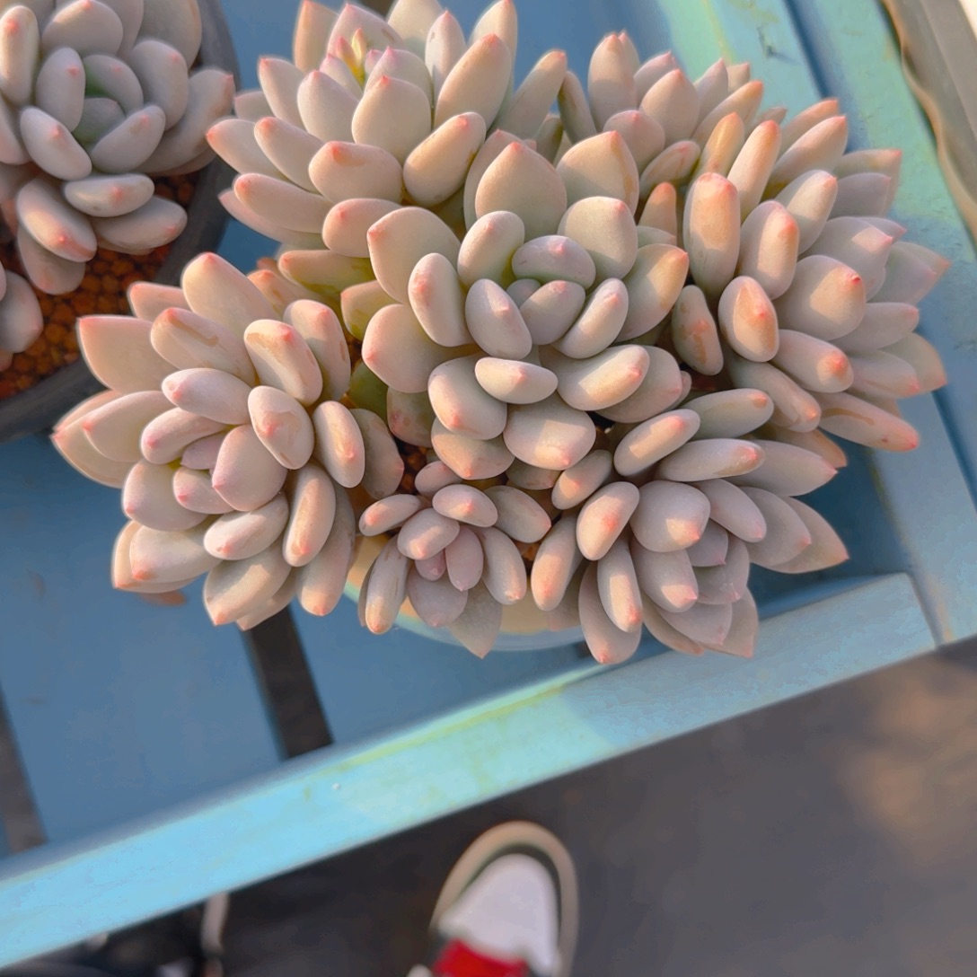 霞***光霞光发货多肉111111111