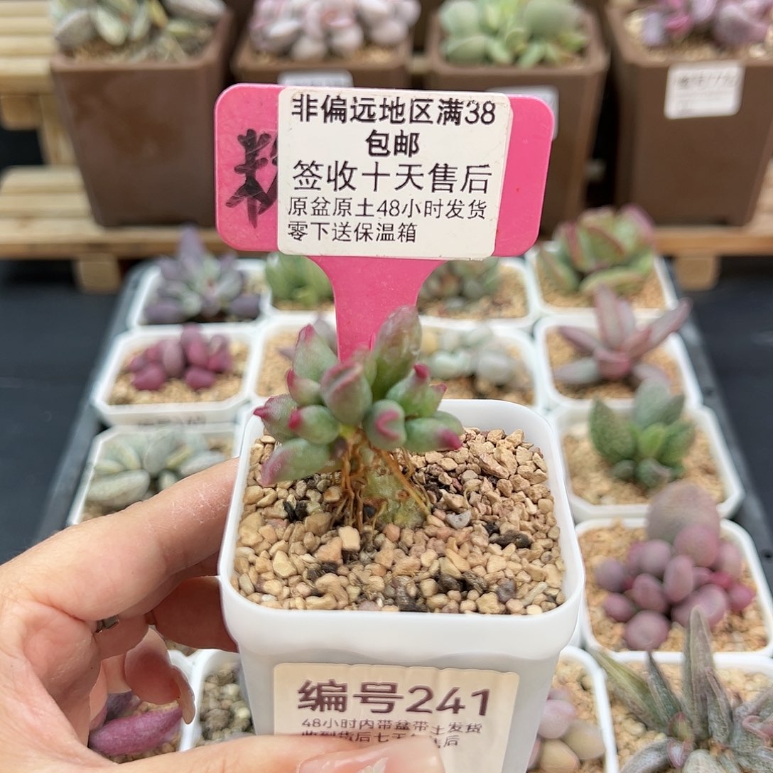 241红樱桃多肉植物