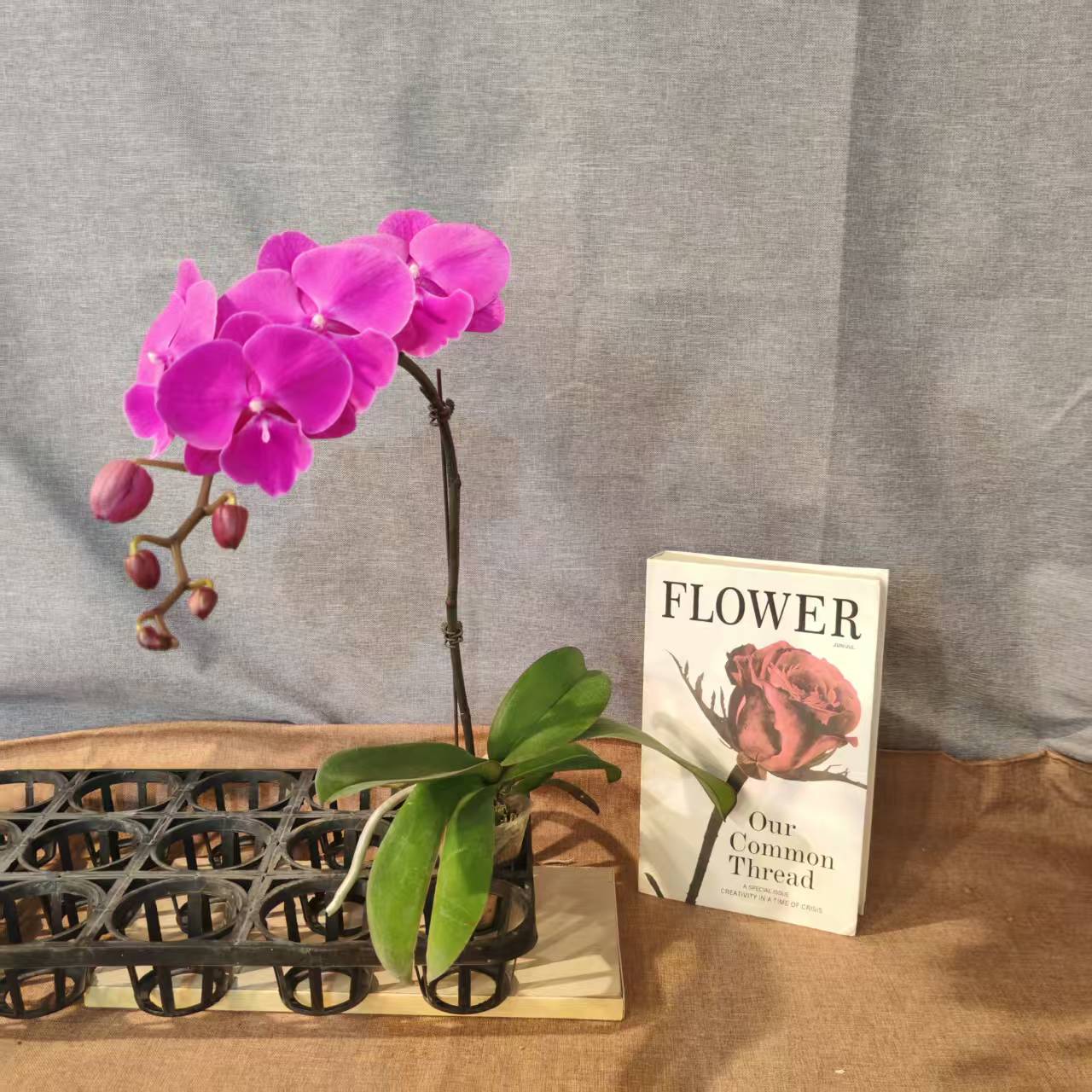 鲜花【大红豆】蝴蝶兰室内种植观赏送礼带花发货