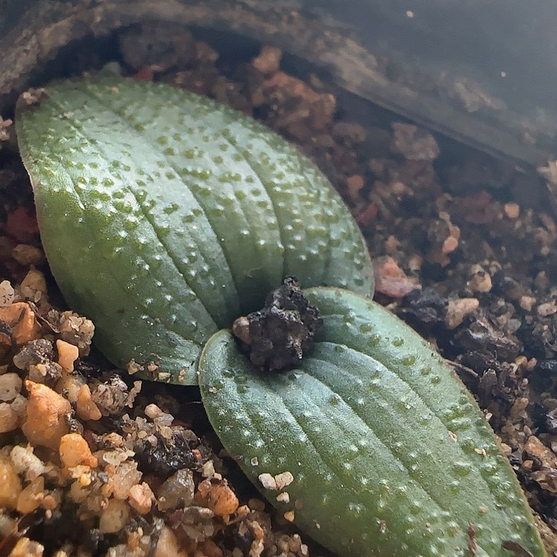 年后脱土发货24412