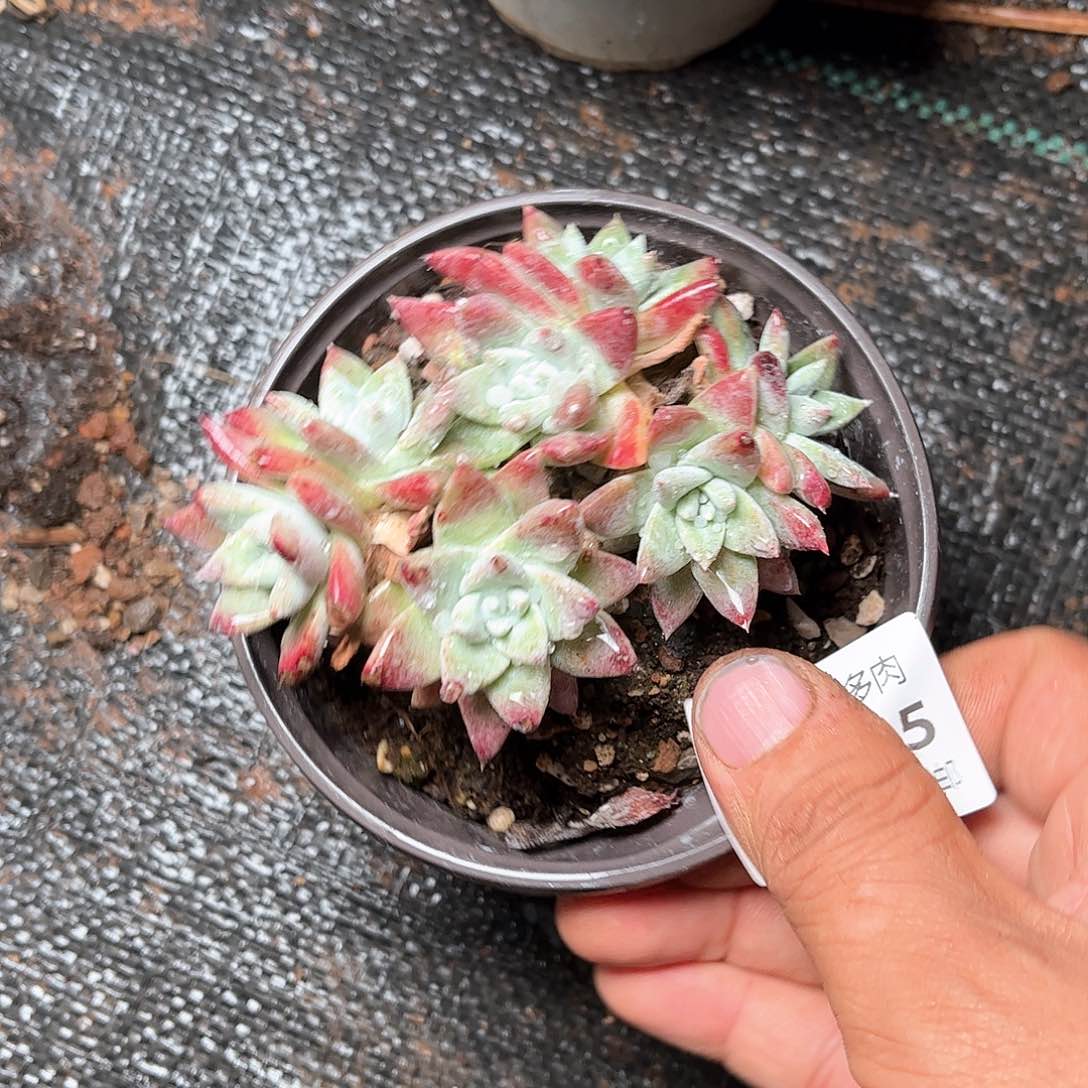 6445刘丹白菊仙女杯多肉