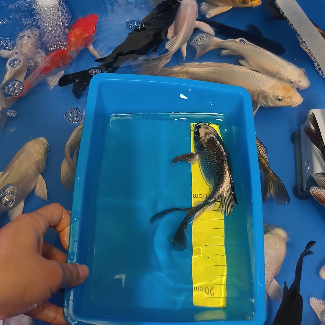 蝴蝶鲤鱼蝴蝶鲤熊猫1条