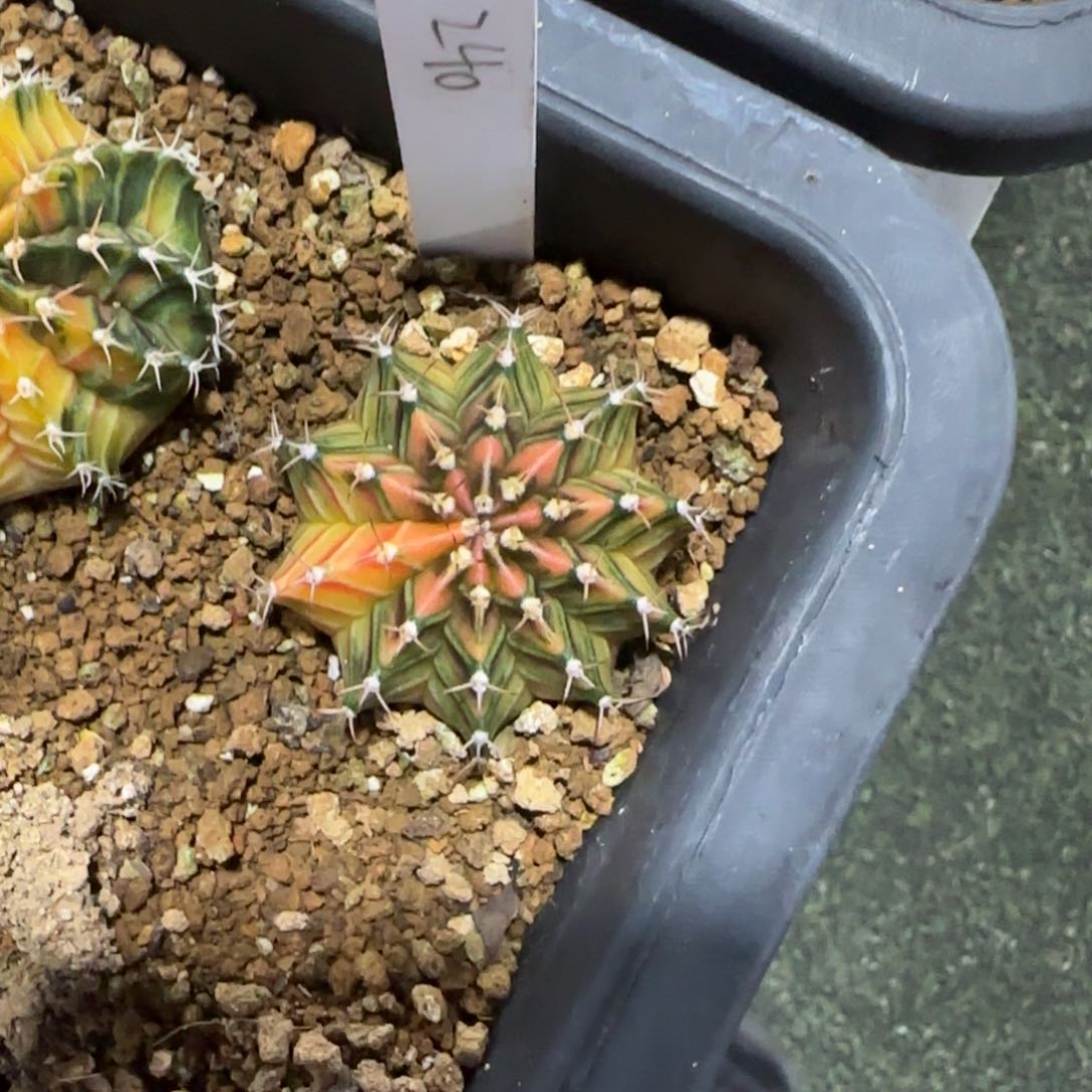 反****球240-0116实生泰国发货多肉