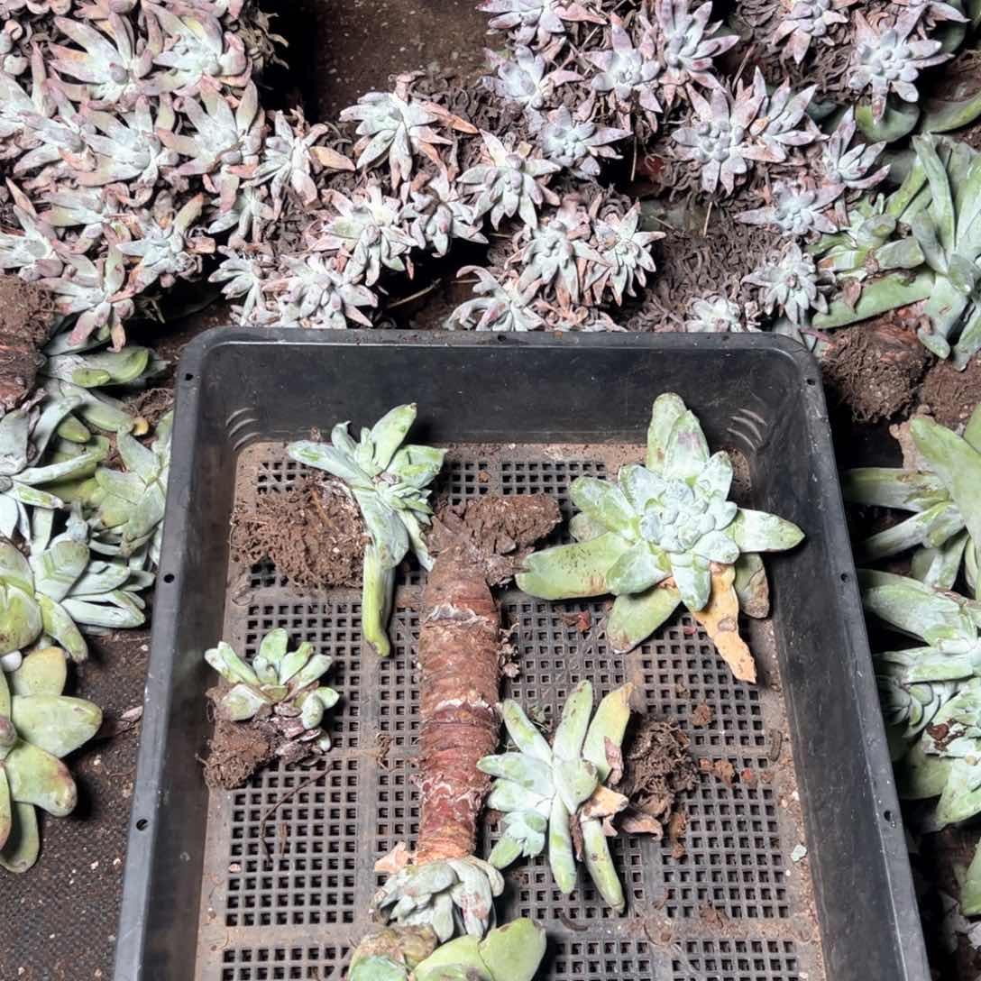5925哈哈哈哈哈哈哈哈