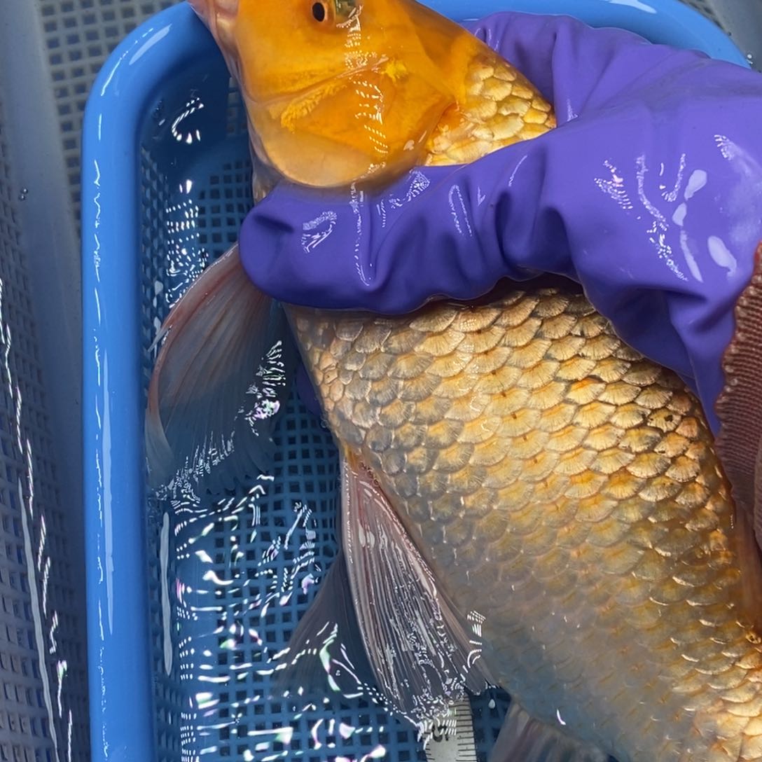 锦鲤冷水锦鲤包邮