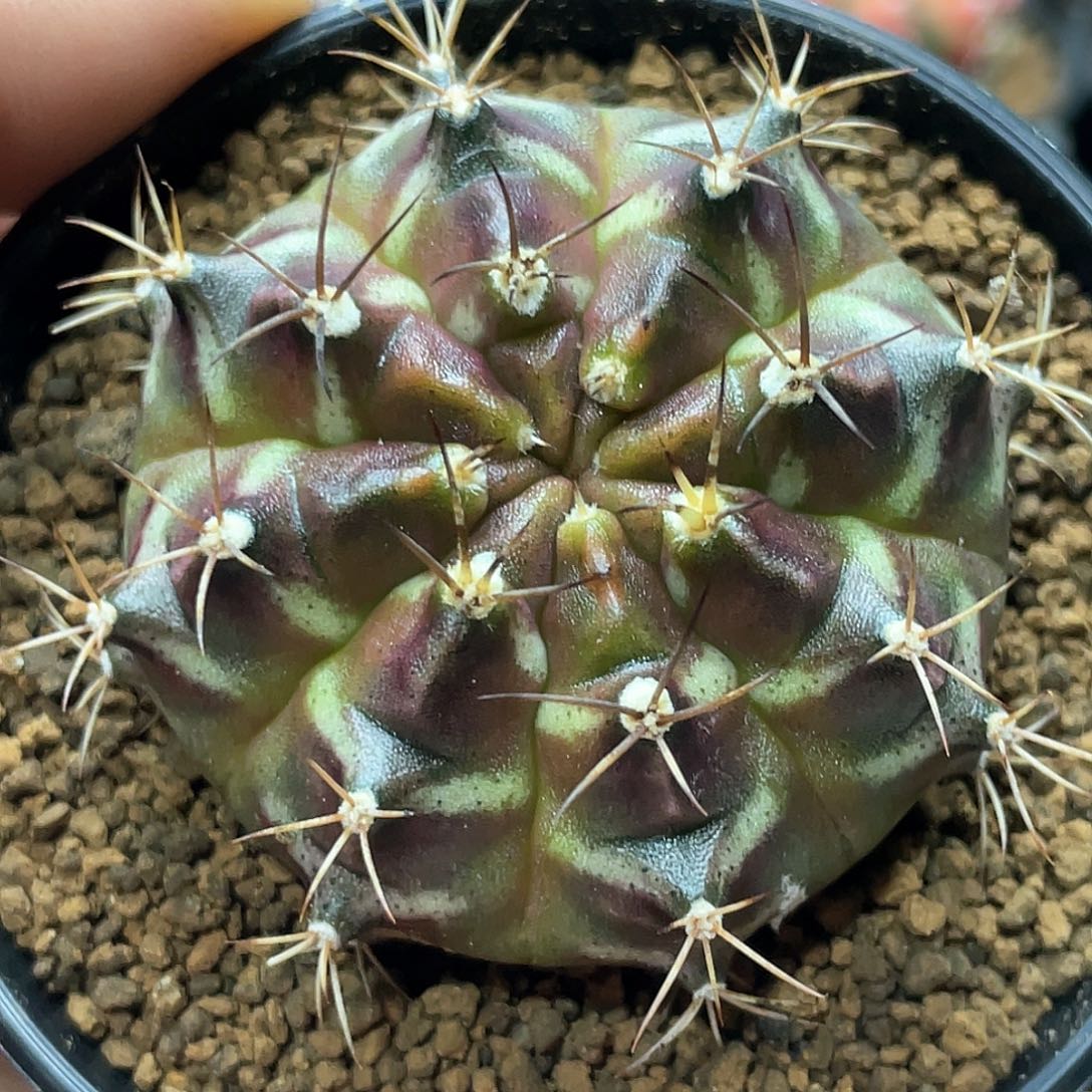 实生根系，皮色梦想米哈