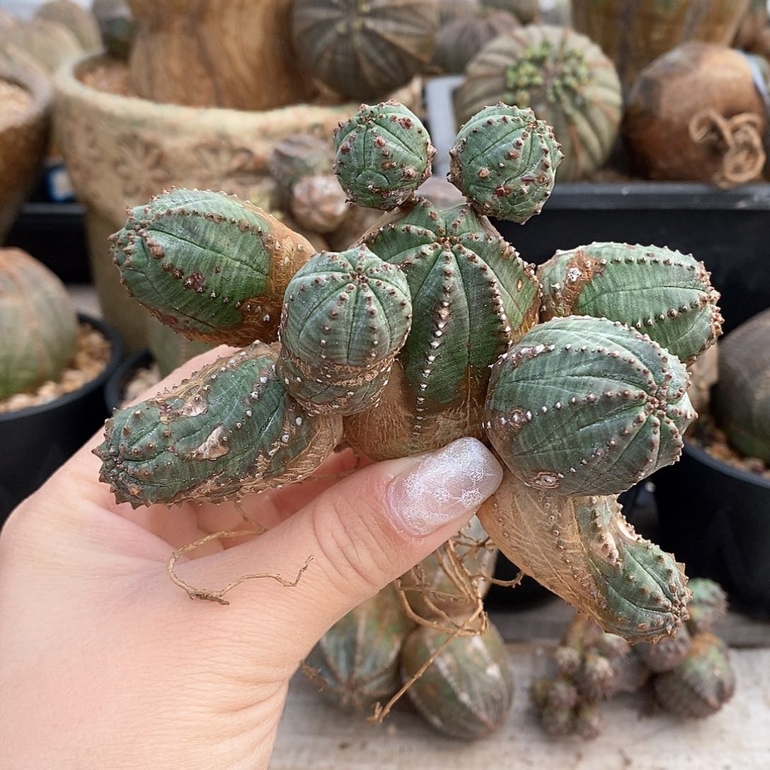 群生布纹球多肉植物