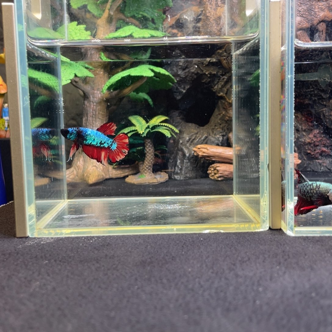 斗鱼十二月三日竞价