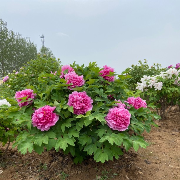 【状元】重瓣大花红色牡丹春季开花别墅阳台庭院花卉