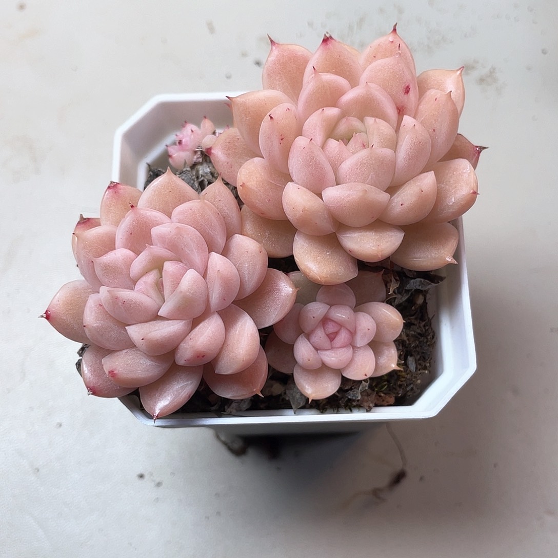 优选麦秆福利9494