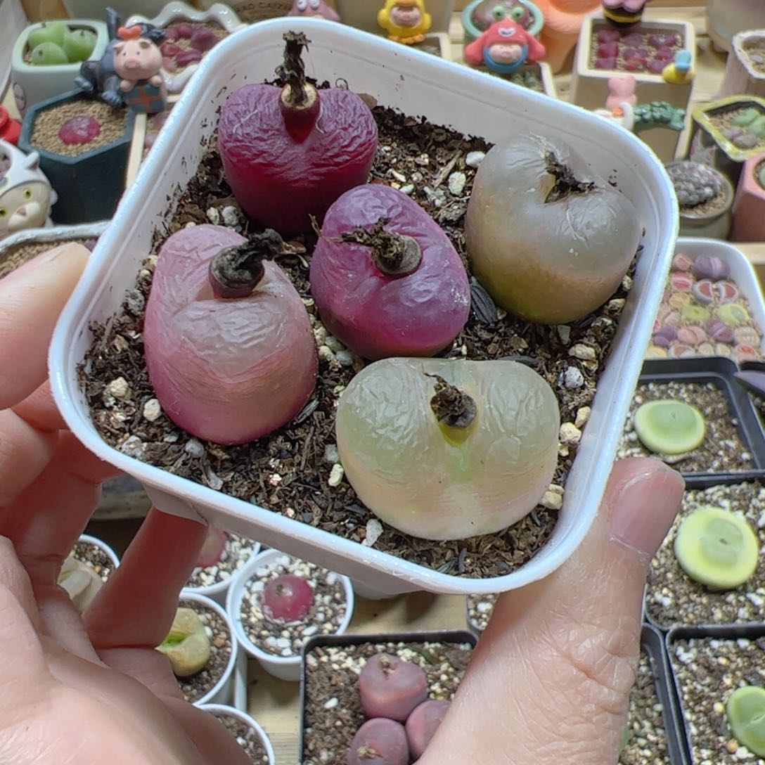 【闪购商品】106 带盆