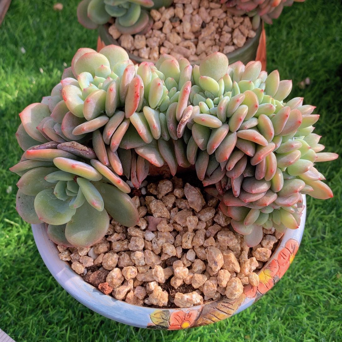 凤橙缀15公分一物一拍