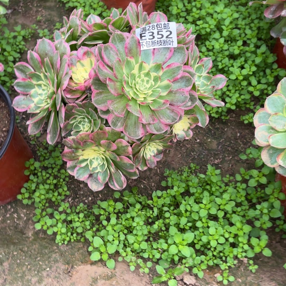 M. 352海王多肉。baeee