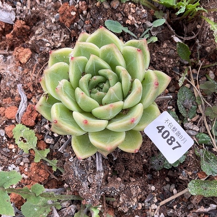 阿雅园艺。    4087