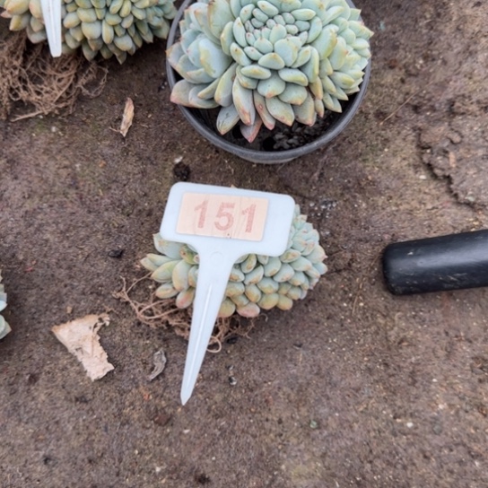 ****肉151橙梦露缀多肉植物多