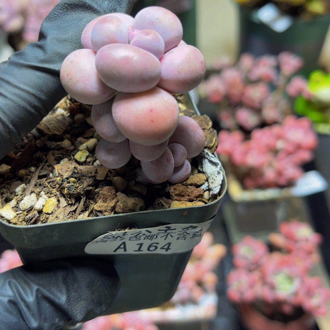 839芭比奶酪4厘米多肉