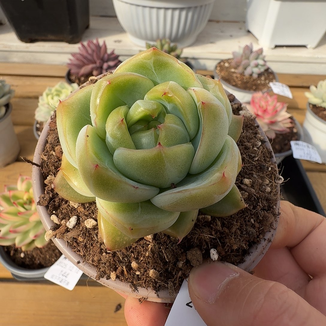 砖石珍妮111212-139