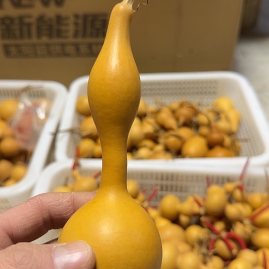 老皮葫芦微瑕疵带龙头